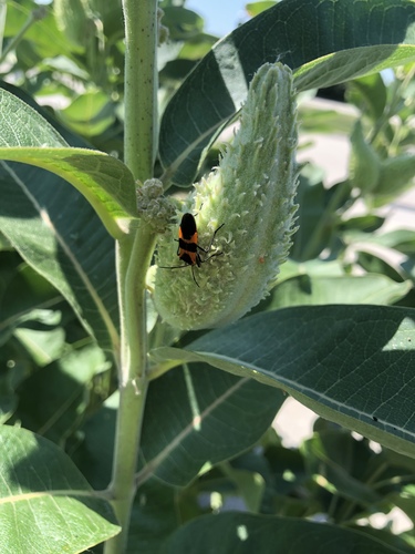 Large Milkweed Bug photographed in Nebraska