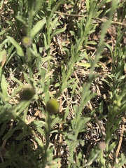Erigeron breweri
