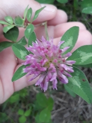 Trifolium pratense