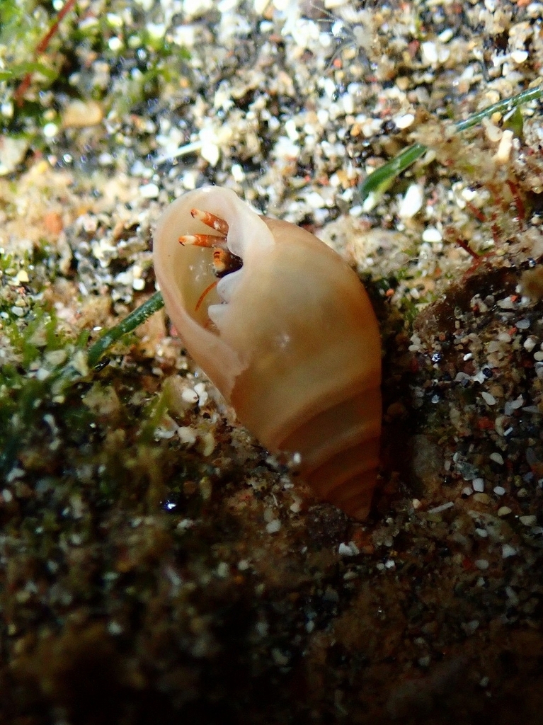 Ovatella aequalis