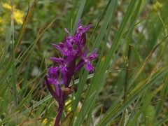 Dactylorhiza lapponica