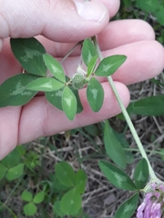 Trifolium pratense