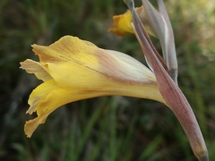 Gladiolus mutabilis
