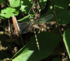 Cordulegaster erronea