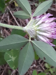 Trifolium pratense
