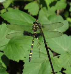 Cordulegaster erronea