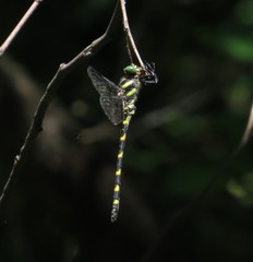 Cordulegaster erronea