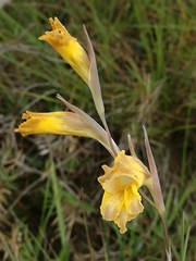 Gladiolus mutabilis