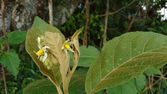 Solanum mesopliarthrum
