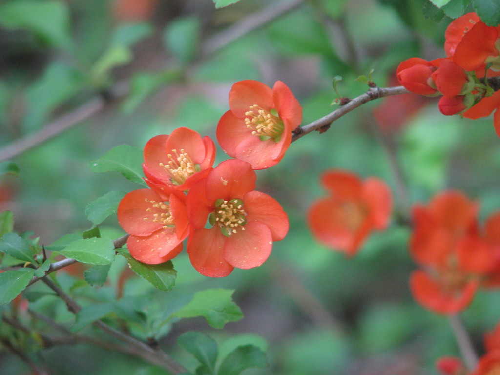 Chaenomeles japonica