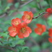 Japanese Quince - Photo (c) Denis Davydov, some rights reserved (CC BY-NC), uploaded by Denis Davydov