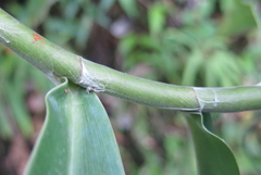 Costus comosus