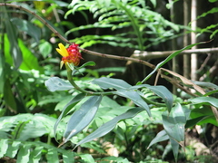 Costus comosus