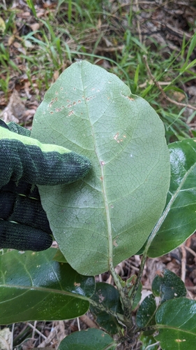 Image of Meryta sinclairii by (c) Svend Hansen, some rights reserved (CC BY)