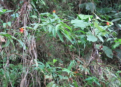 Costus comosus