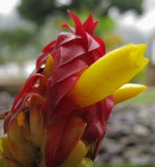 Costus comosus