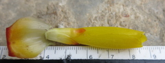 Costus comosus
