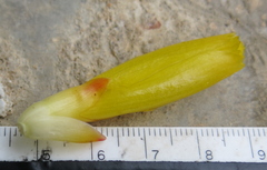 Costus comosus