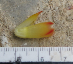 Costus comosus