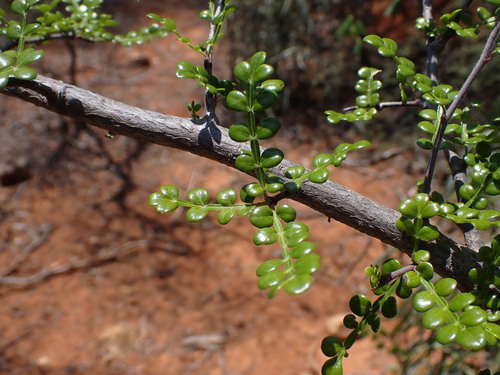 Operculicarya decaryi