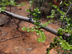 Operculicarya decaryi