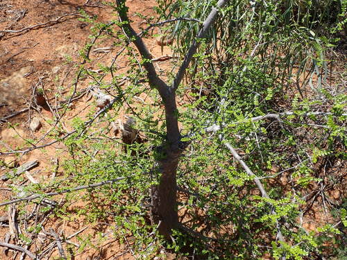 Operculicarya decaryi