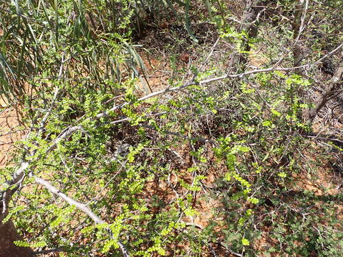 Operculicarya decaryi
