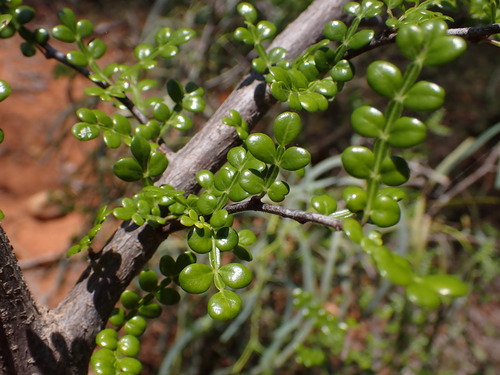 Operculicarya decaryi