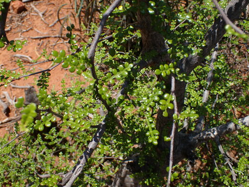 Operculicarya decaryi
