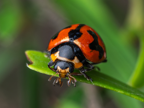 Coccinella transversalis Fabricus, 1781