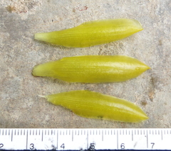 Costus comosus