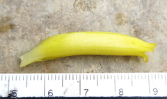 Costus comosus