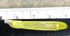 Costus comosus