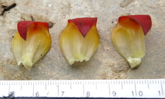 Costus comosus