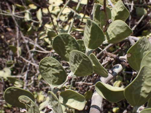 Image of Xerosicyos danguyi by (c) Louis Aureglia, some rights reserved (CC BY)