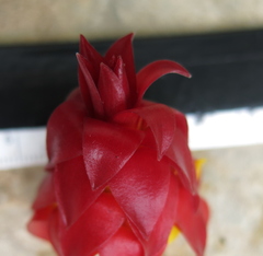 Costus comosus