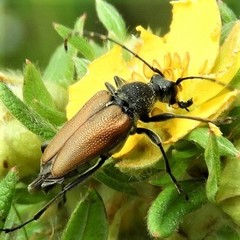 Brachyleptura