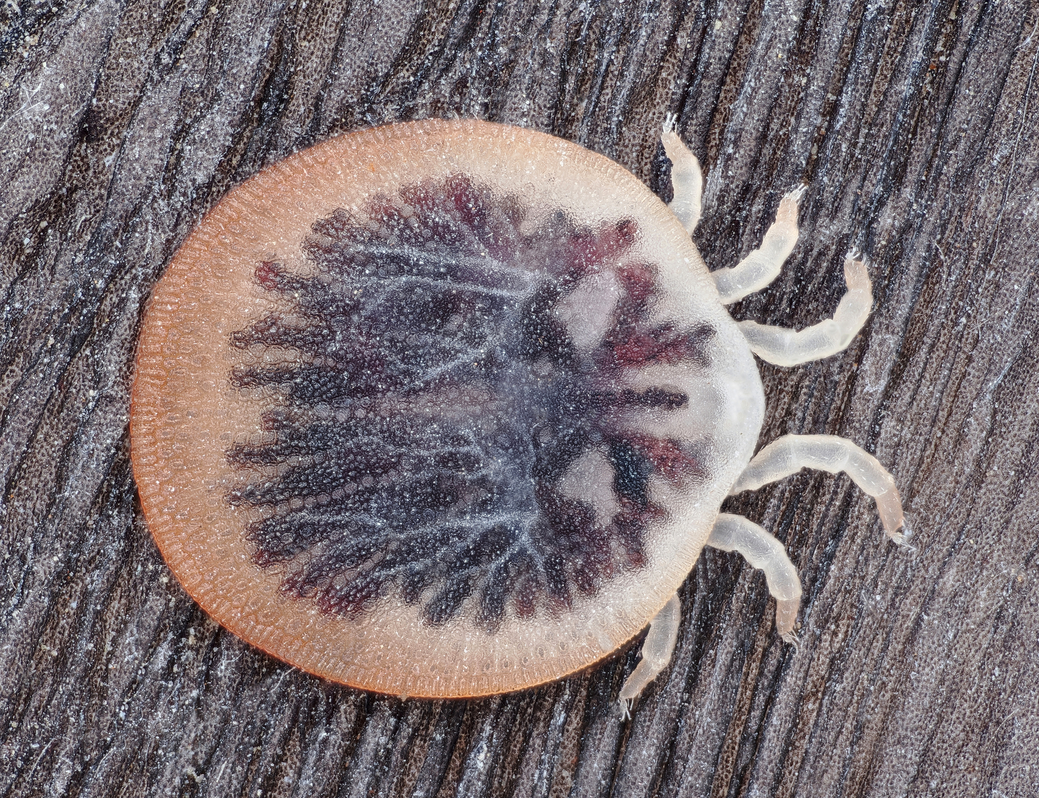 Carios vespertilionis Latreille, 1796