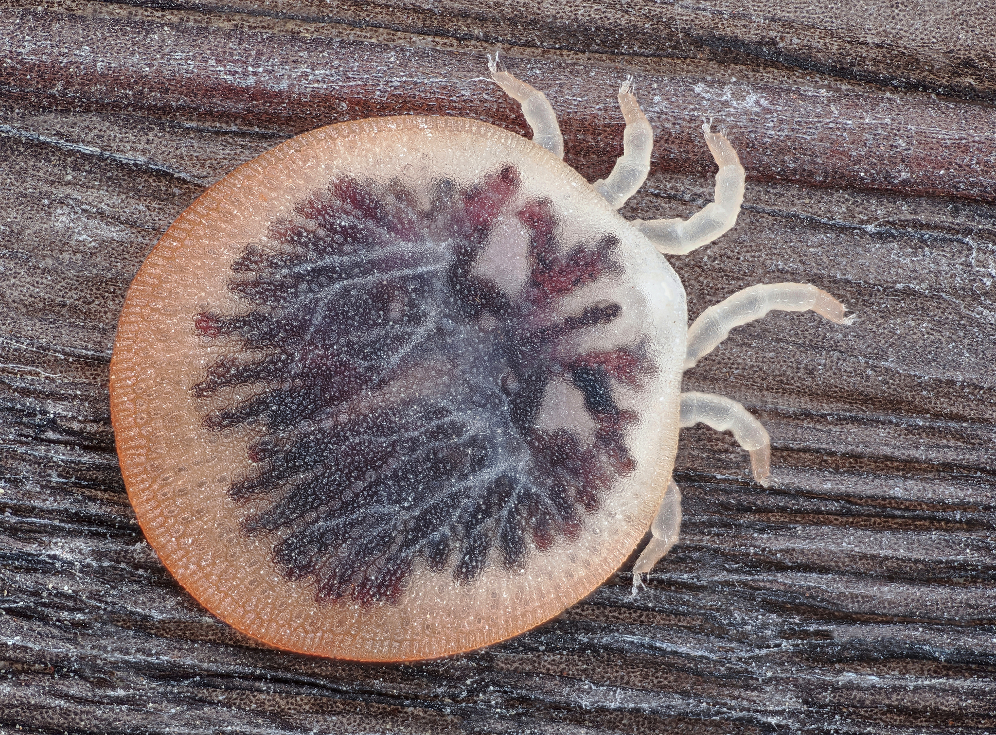 Carios vespertilionis Latreille, 1796