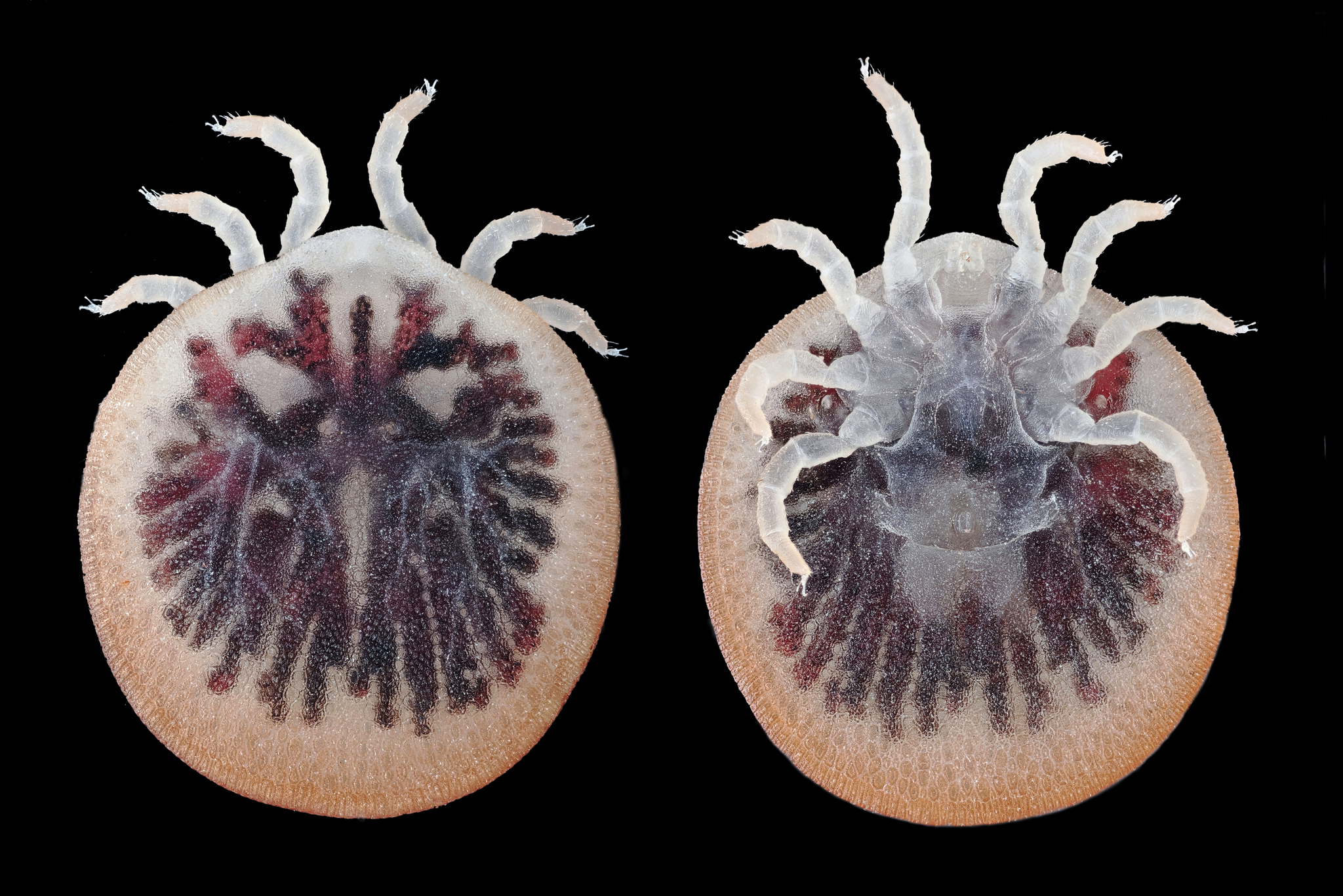 Carios vespertilionis Latreille, 1796