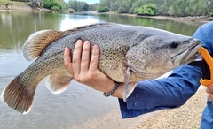 Trout Cod photo 1
