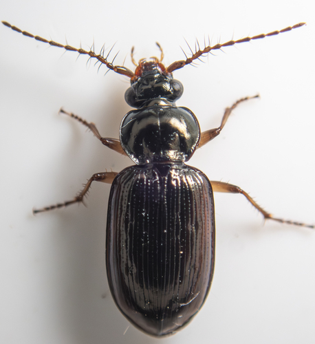 Loricera foveata photo 2