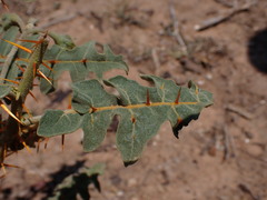 Louis Aureglia, CC BY, iNaturalist via GBIF Solanum pyracanthos, photograph Louis Aureglia, CC BY, iNaturalist via GBIF