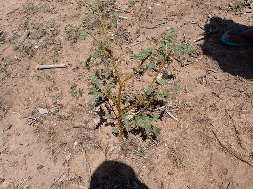 Solanum pyracanthos, photograph 6