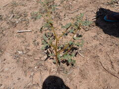 Solanum pyracanthos, photograph Louis Aureglia, CC BY, iNaturalist via GBIF