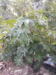 Ricinus communis