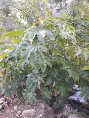 Ricinus communis
