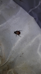 Phyllopertha horticola