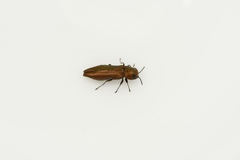 Agrilus cuprescens