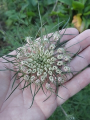 Daucus carota